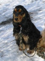  Quintin - černý pes s pálením